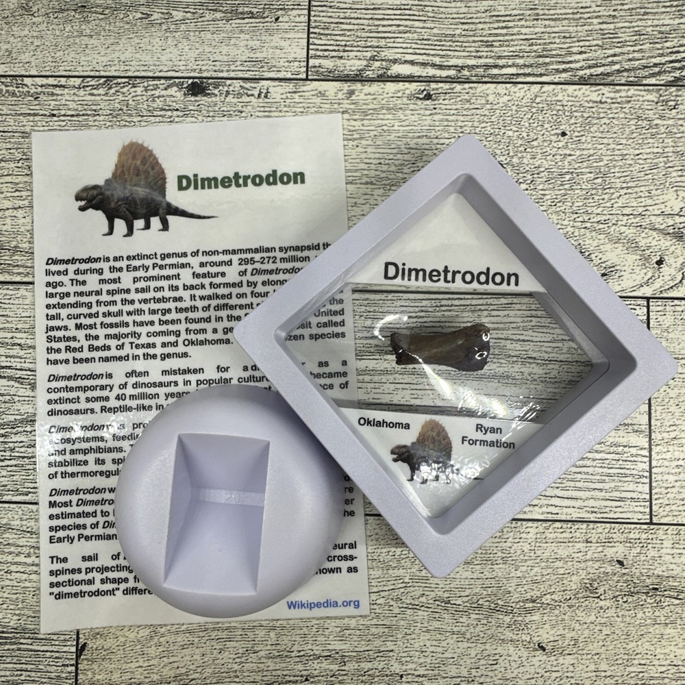 Dimetrodon Limb Bone Fossil in Display Case Extinct Pre-Dinosaur