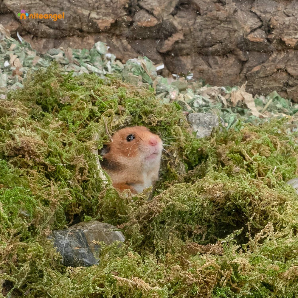 5L Forest Moss Soft Natural Moss Bedding Nesting for Dwarf Syrian Hamsters Ge...