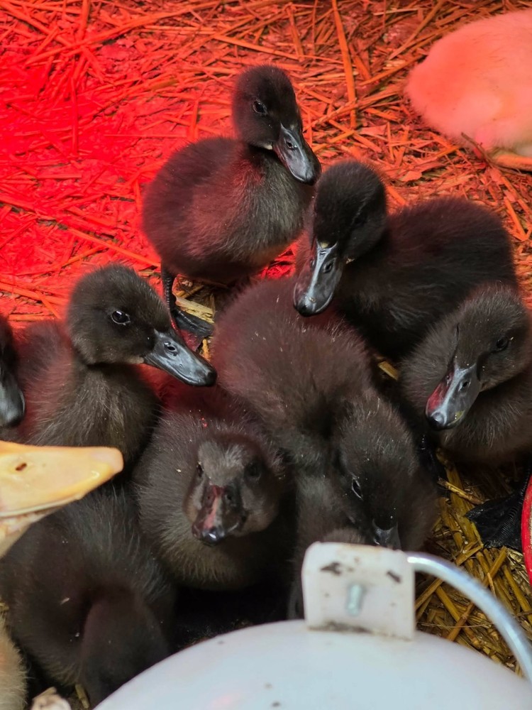 5+1 Cayuga Hatching Eggs SHIPPING NOW