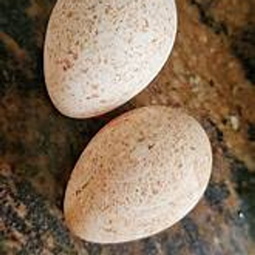 Royal Palm Turkey Hatching Eggs