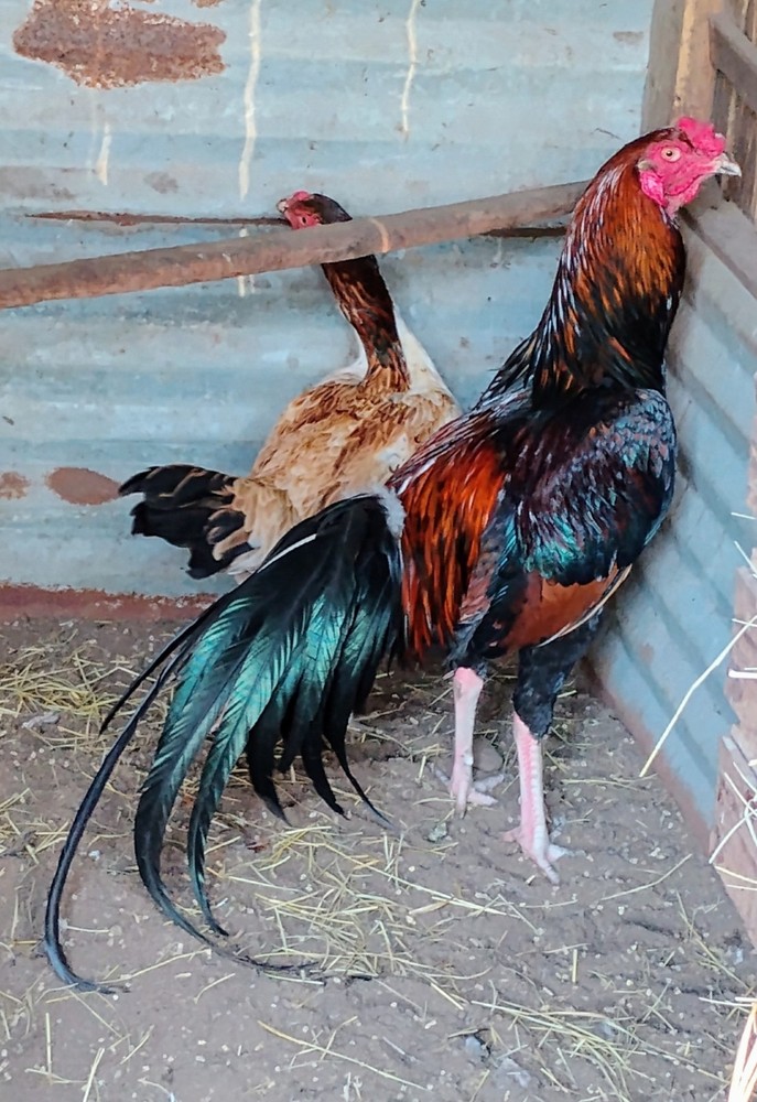 6 Black and Red longtail Chicken hatching eggs L@@K!