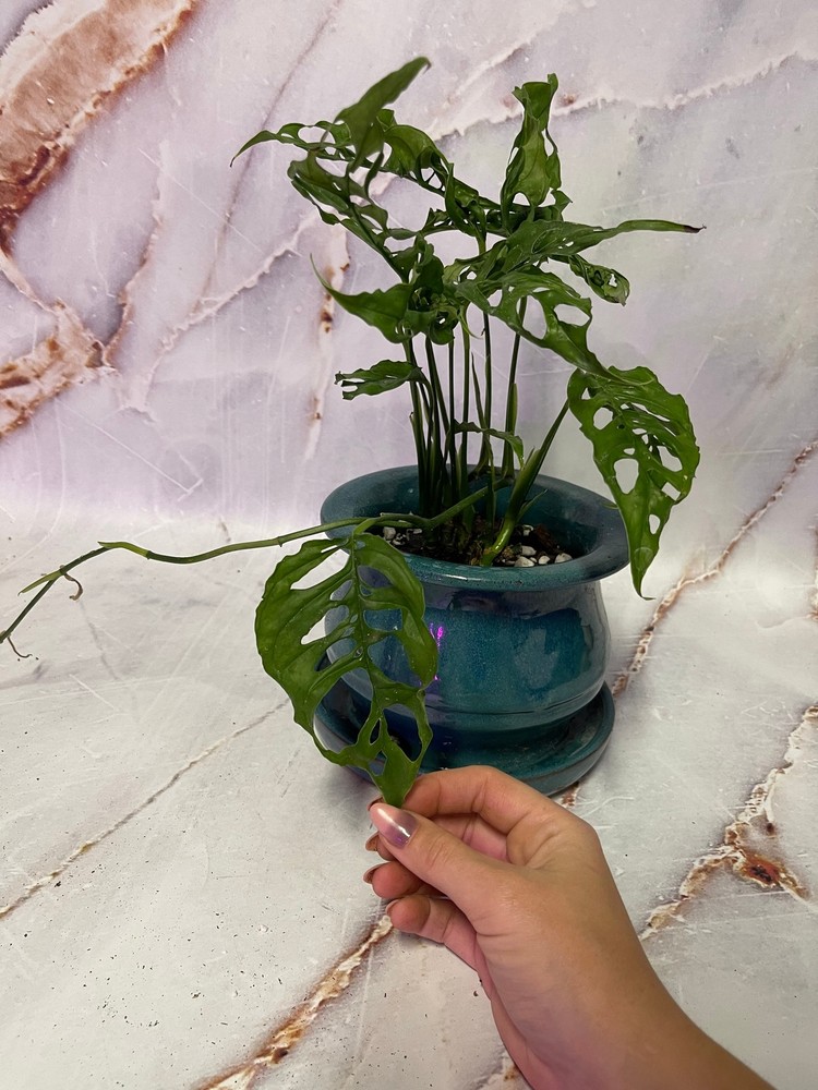 Monstera Obliqua Cutting and Rooted Plant