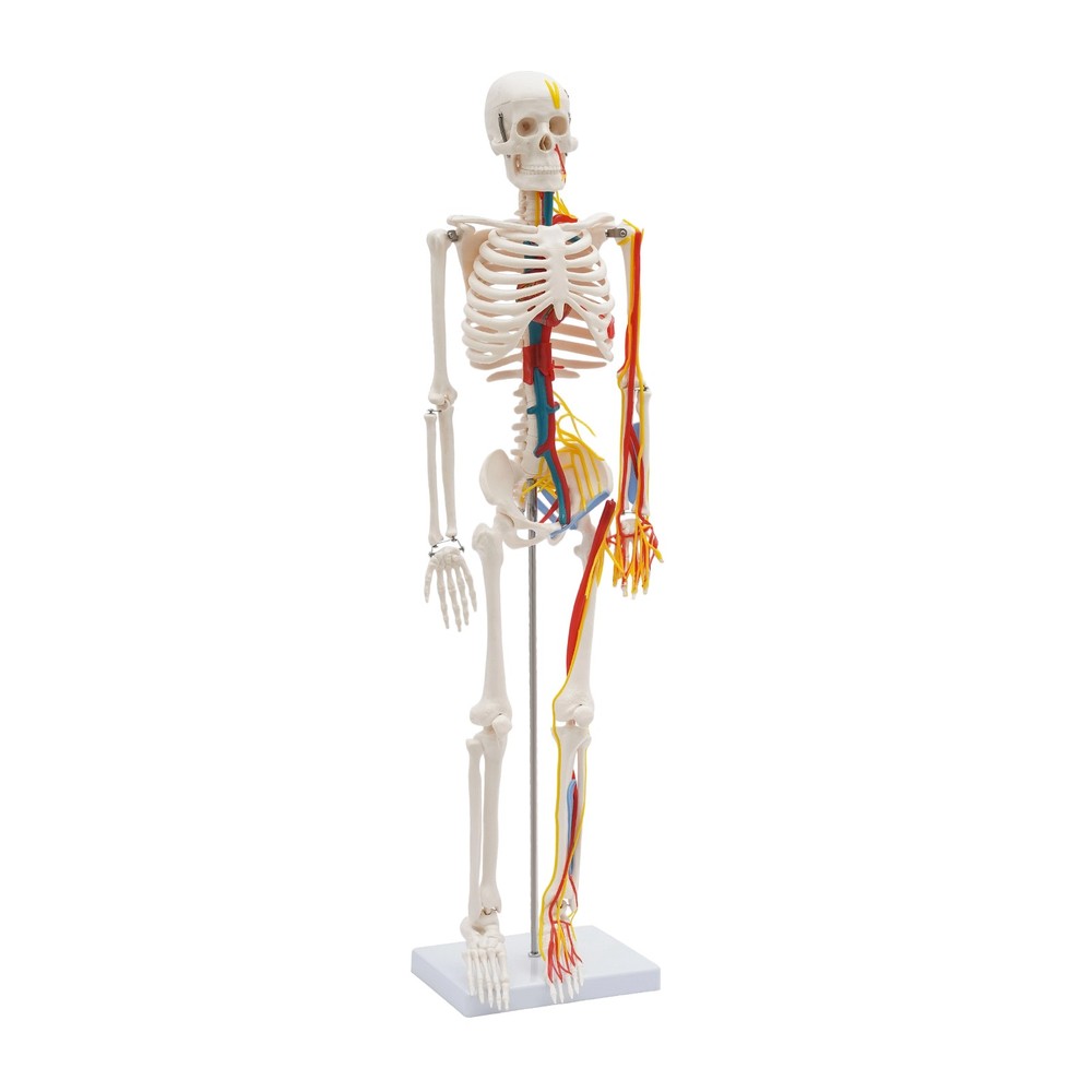 Human Skeleton Model PVC Skeleton Model For Medical Classrooms, Laboratories