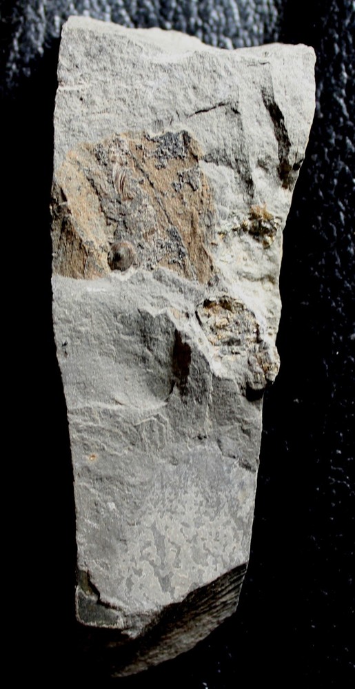 Rare small Devonian inarticulate brachiopod