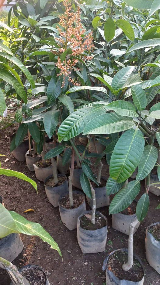 Grafted Mangifera Odorata
