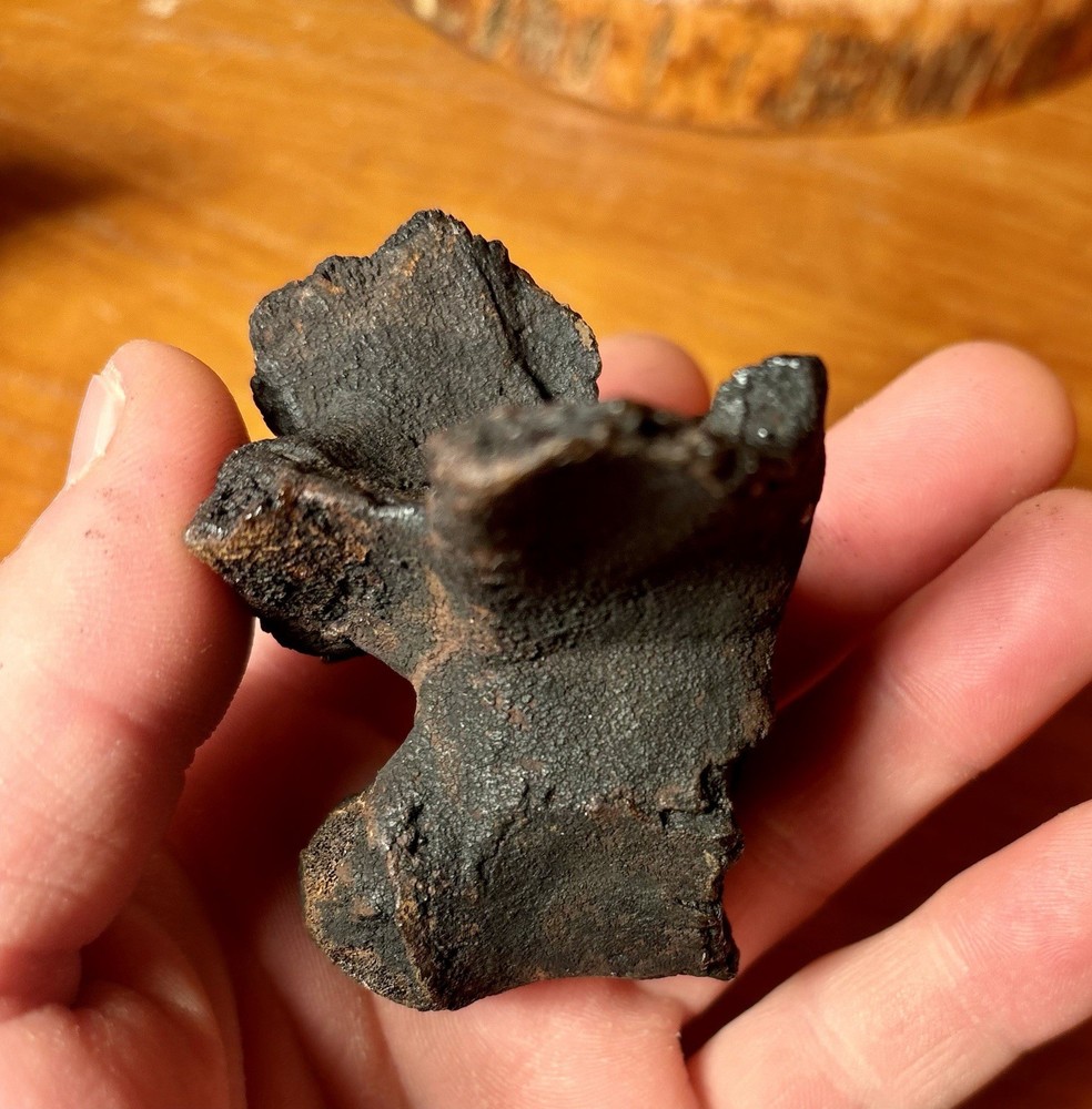 Museum Quality Associated Fossilized Alligator Vertebra Mount