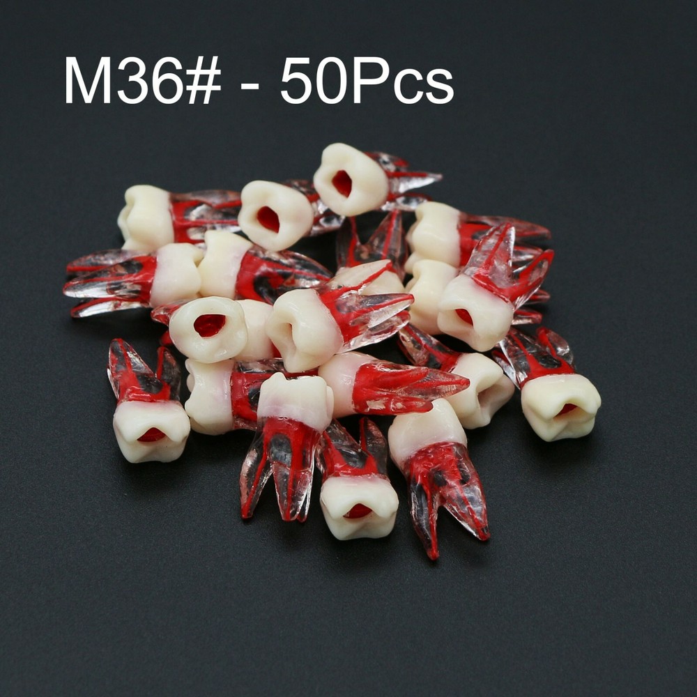 Dental Molar Endo Root Canal Study Model RCT/MTA Practice Block Pulp Cavity