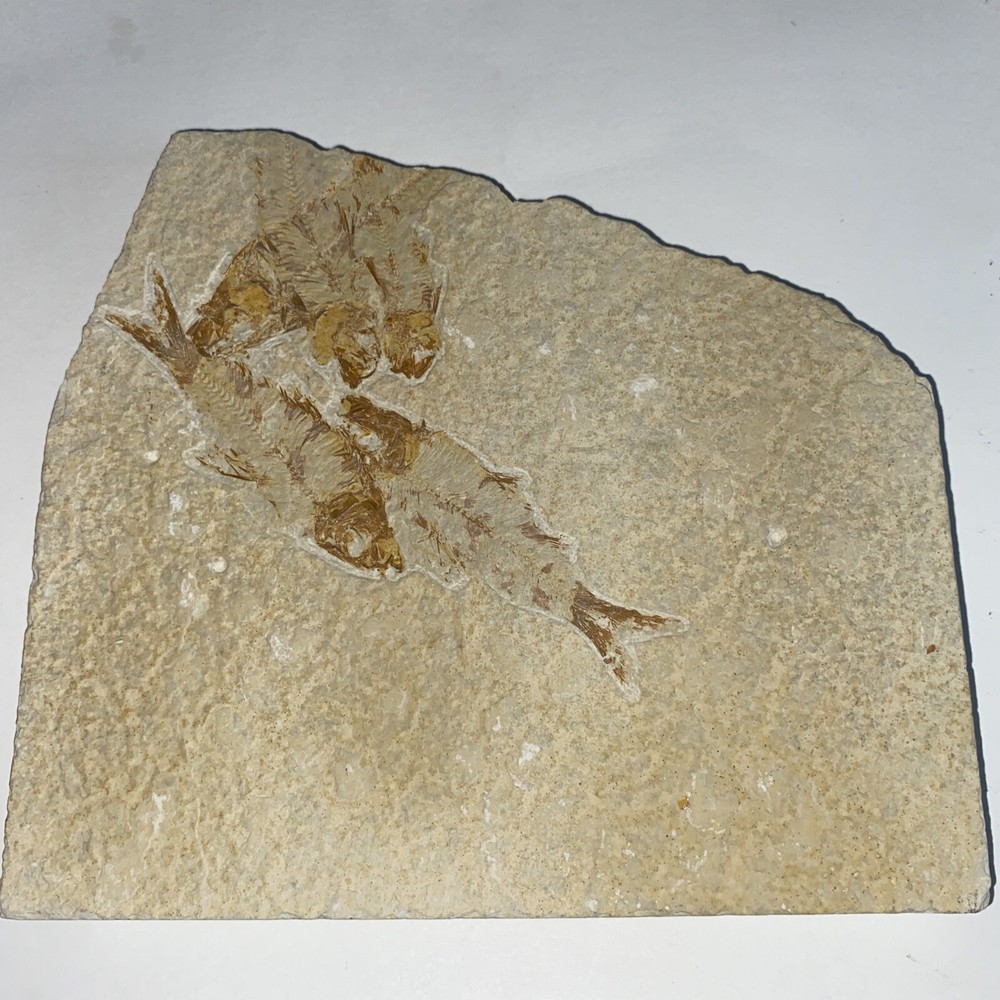 Fossil Fish Knightia (Wyoming)