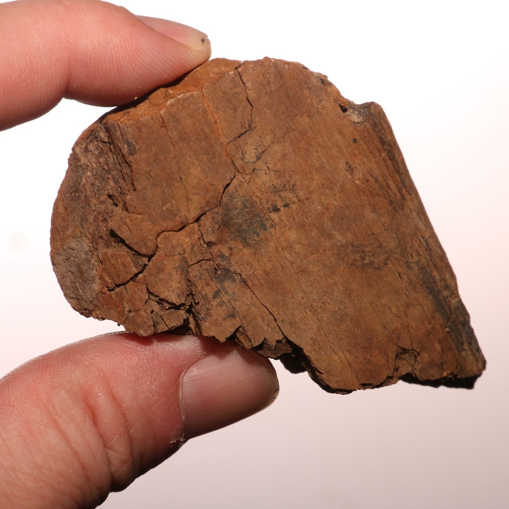 Edmontosaurus Vertebrae Process Fossil Bone Hell Creek Formation - CRETACEOUS