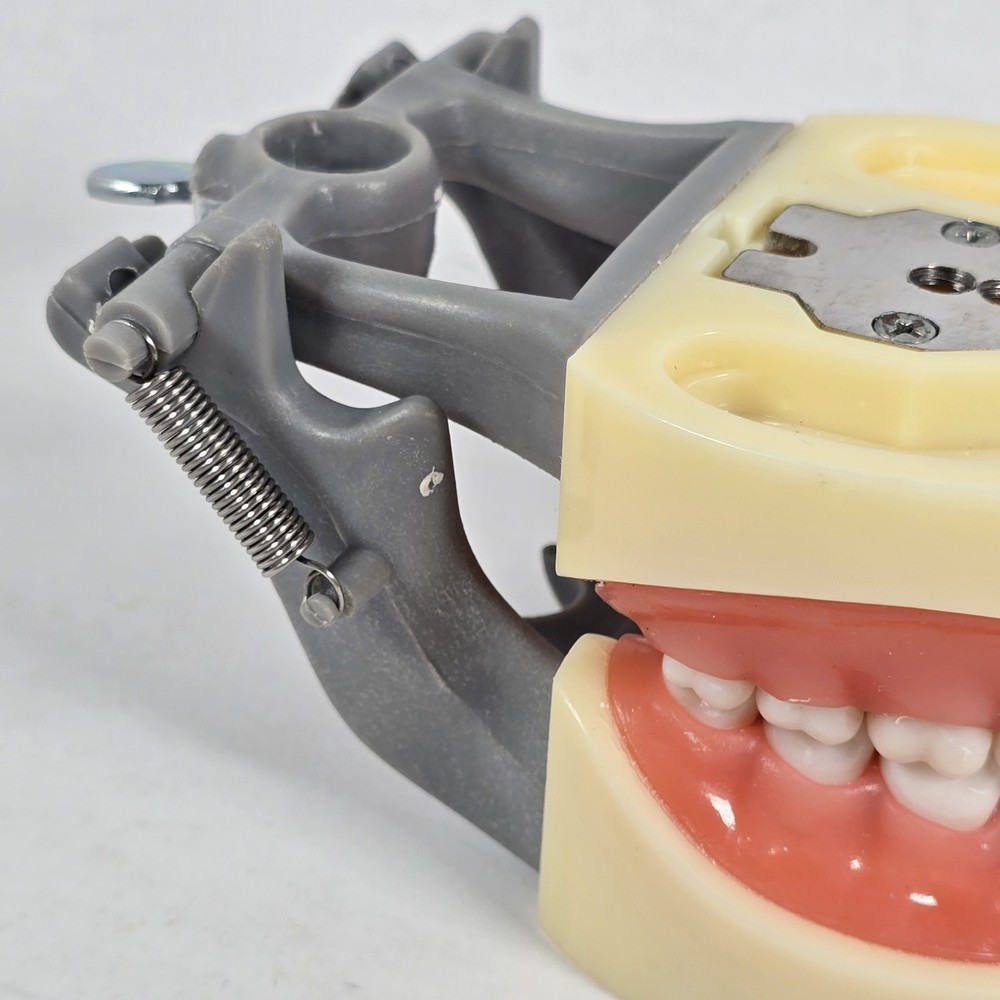 Student Dental Teeth Form, DM-200G, UN Branded