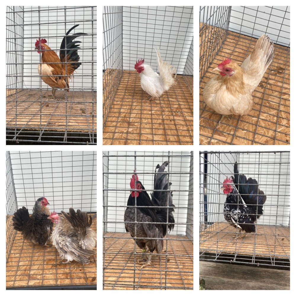 6 Serama Hatching Eggs Micro A and B SPECIAL 10 starting bid