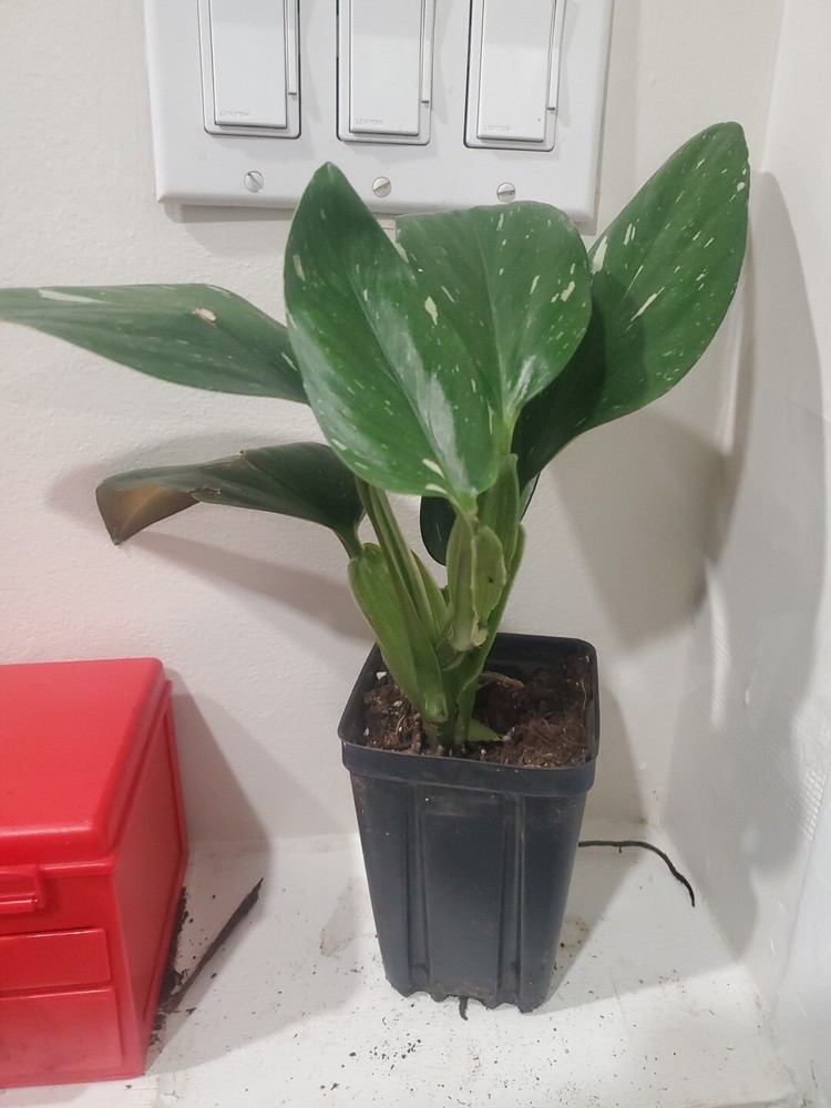 1 Live Matured Philodendron White Knight Galaxy Vine Variegated