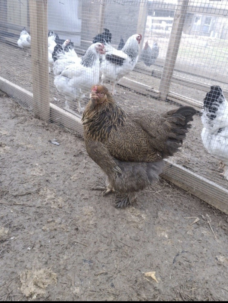 12 Red/Blue/GOLD Partridge Brahma Hatching Eggs