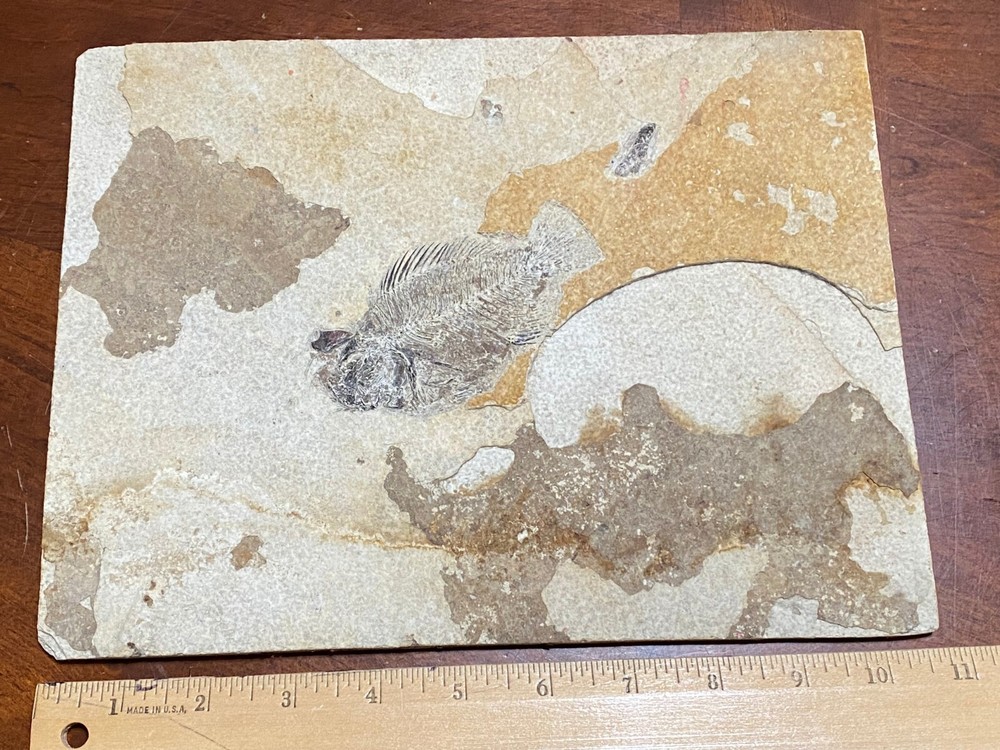 Original Fossil Fish Priscacara, 4" Bony Fish, Eocene, Green River