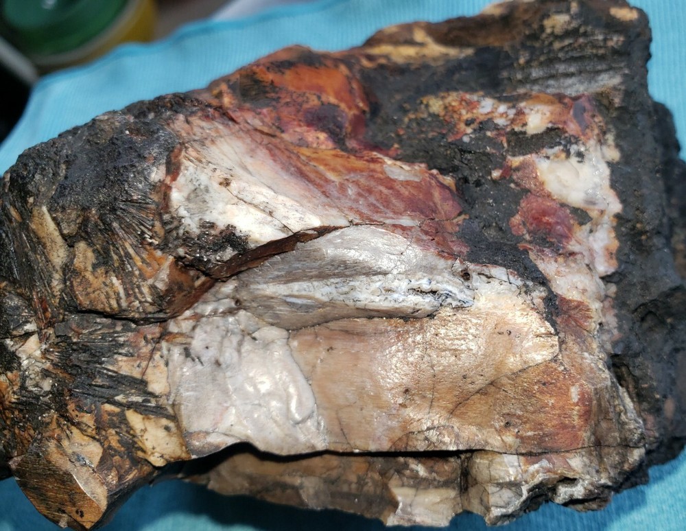 Agatized Opalized Petrified Oregon Fire-scorched Driftwood