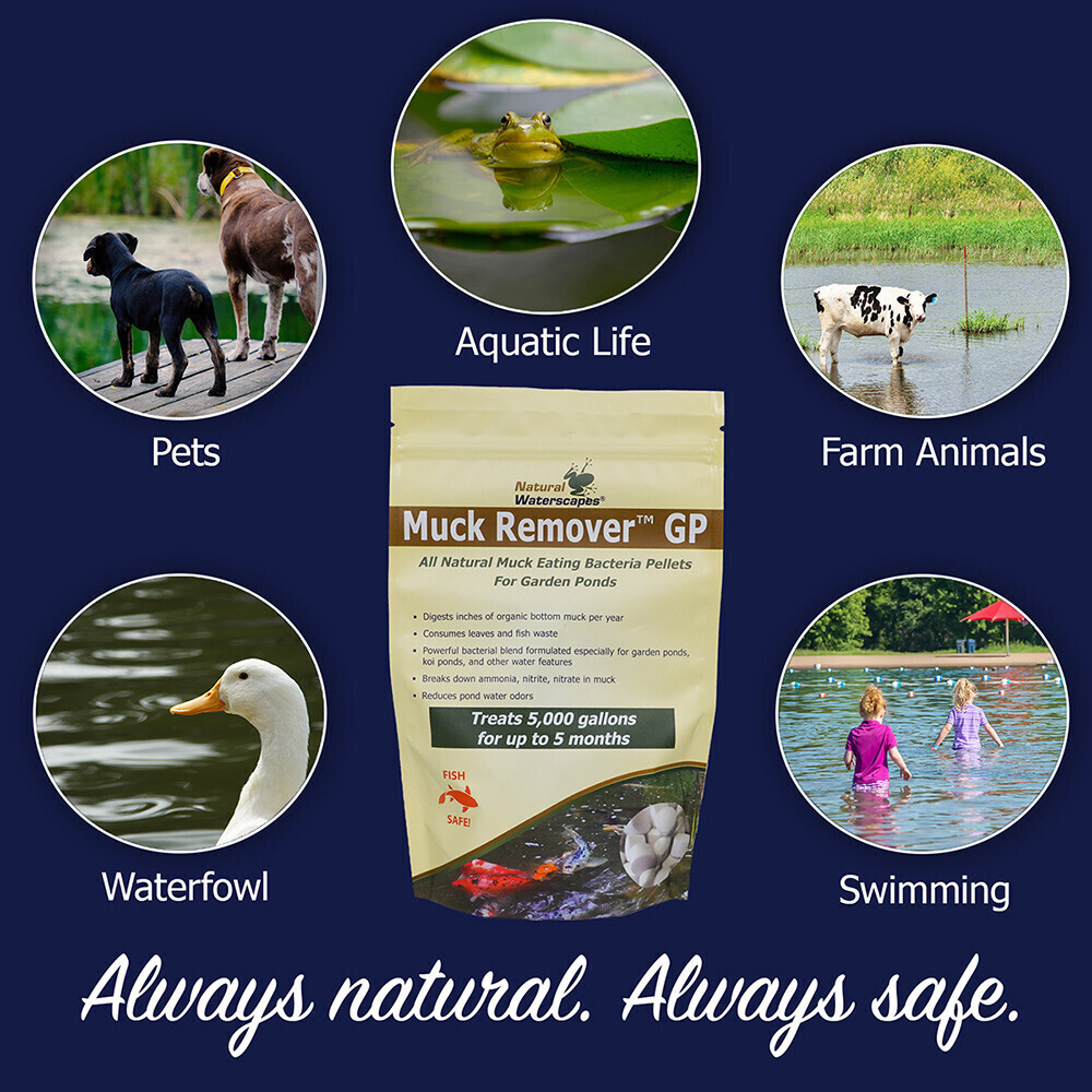 Muck Remover GP for Koi Ponds