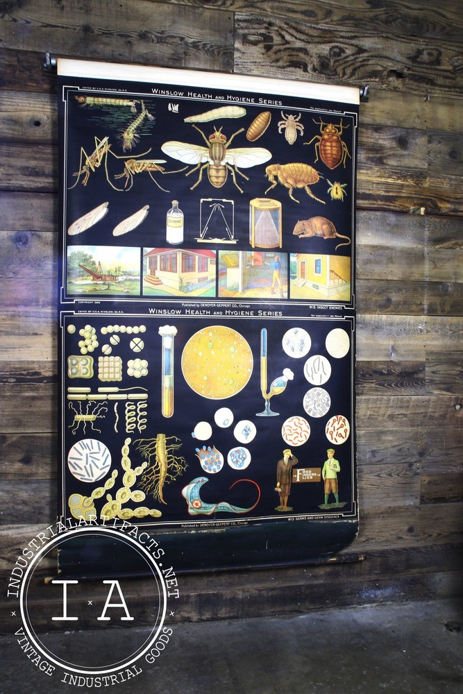 Early 1900s Biological Diagram Pulldown Screen