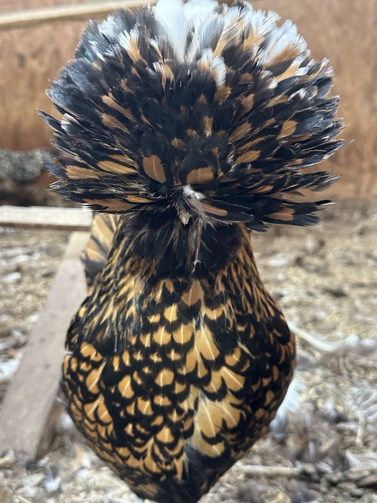 6 Polish Chicken Hatching Eggs (NPIP Certified)