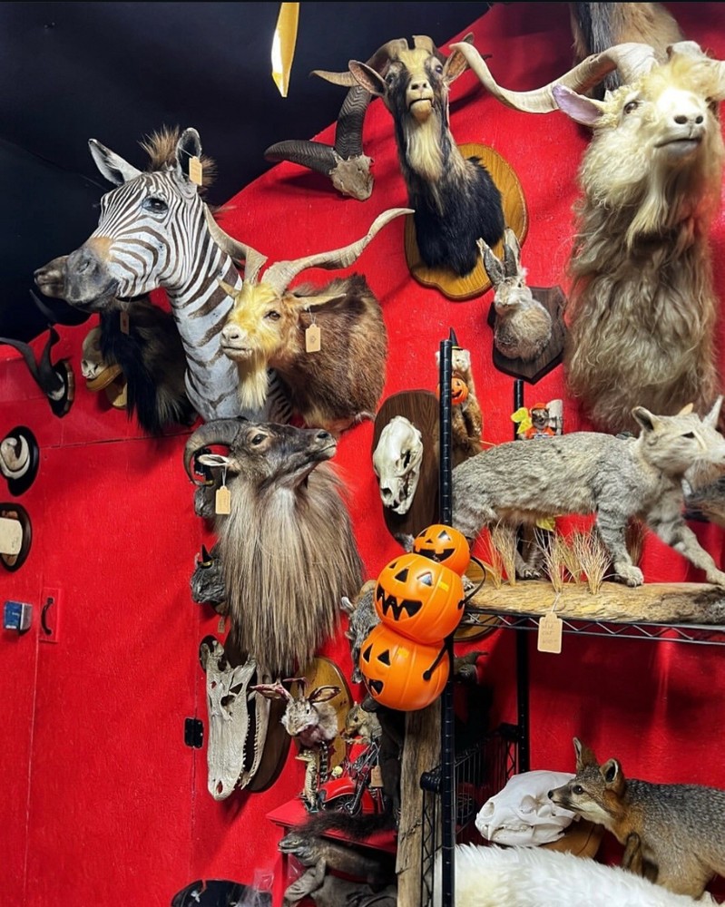 Taxidermy Foxes Playing Poker