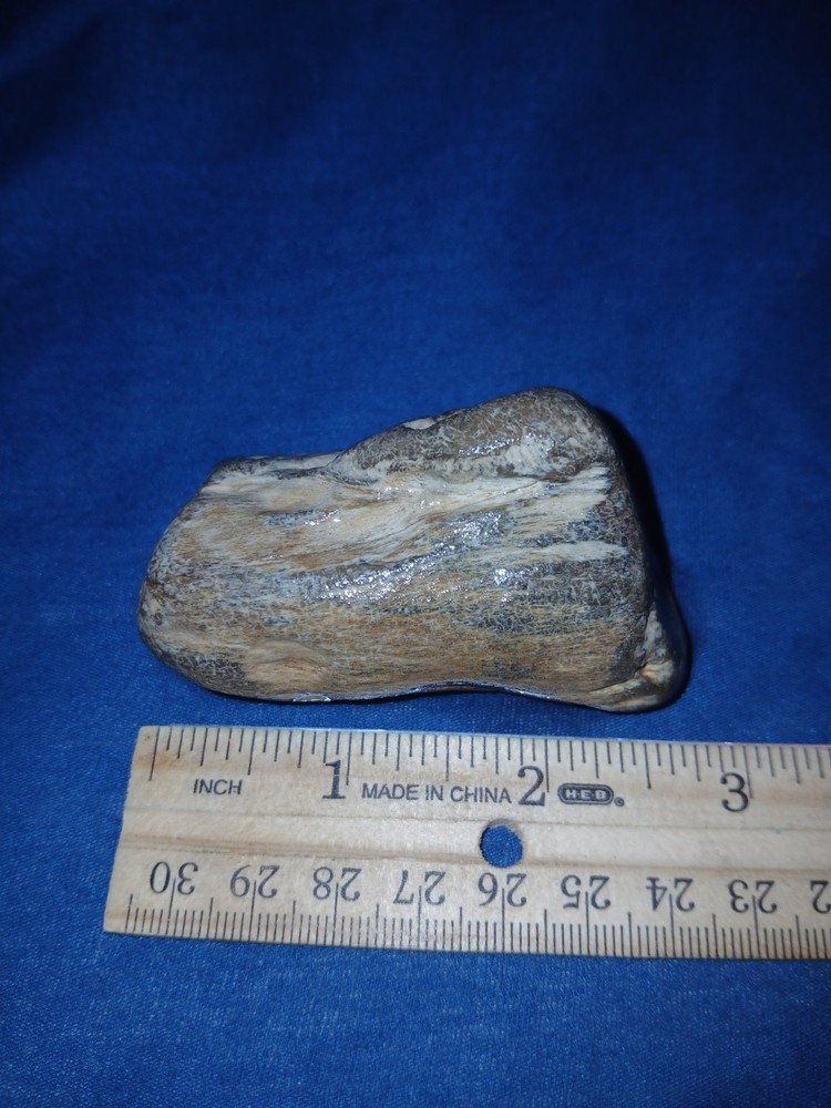 5 oz Agatized Petrified Wood