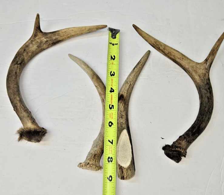 4 - Deer Antlers -Beams-Tips-Tines-Crowns