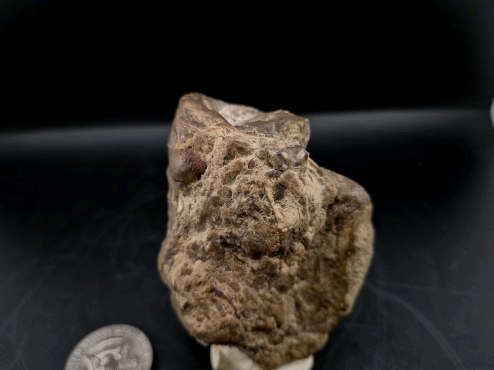 Egg Fossil Reptile 🦎 Permineralized