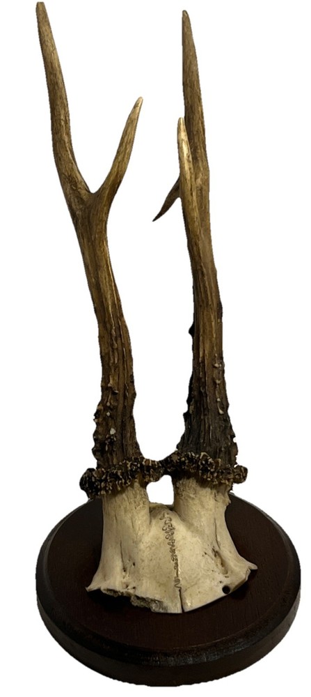 Vintage German Roe Deer Trophy Black Forest Antlers