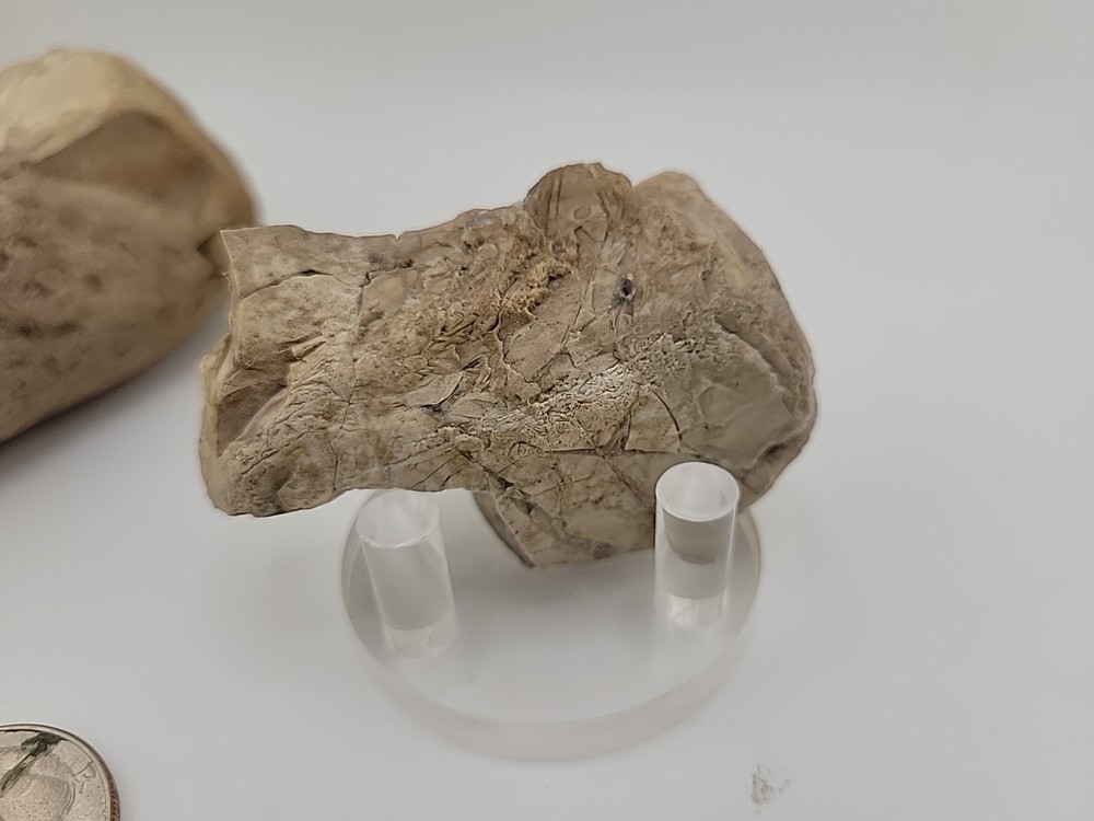 Egg Fossil Permineralized Compression Reptile Egg Fossil