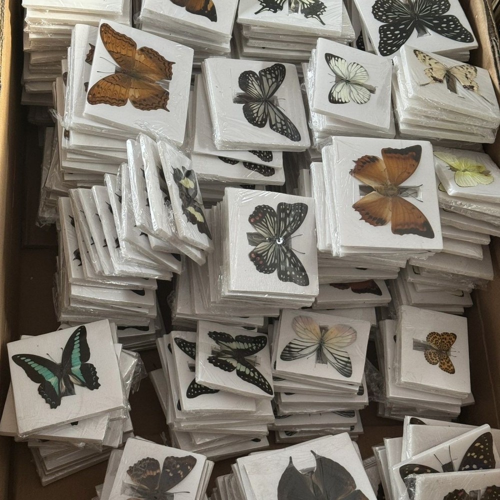 30 Assorted Real Butterfly Specimens Spread Wing PVC Packed A1-A- Grade