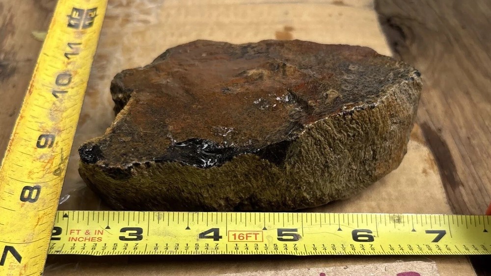 Tempskya petrified Palmwood