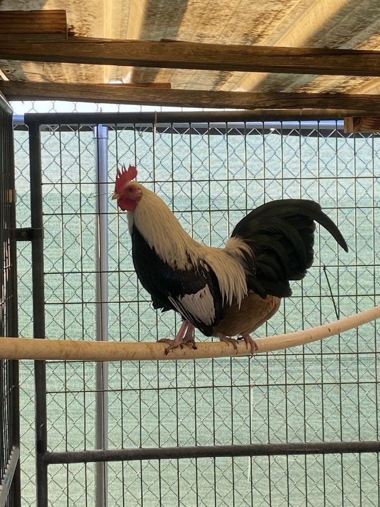 Bantam Assortment 8+ hatching eggs(Read Description)