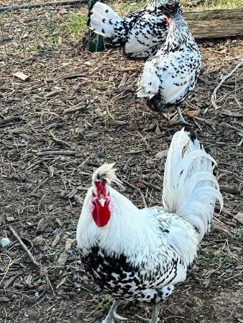 10 + Silver Appenzeller Spitzhauben Hatching Eggs