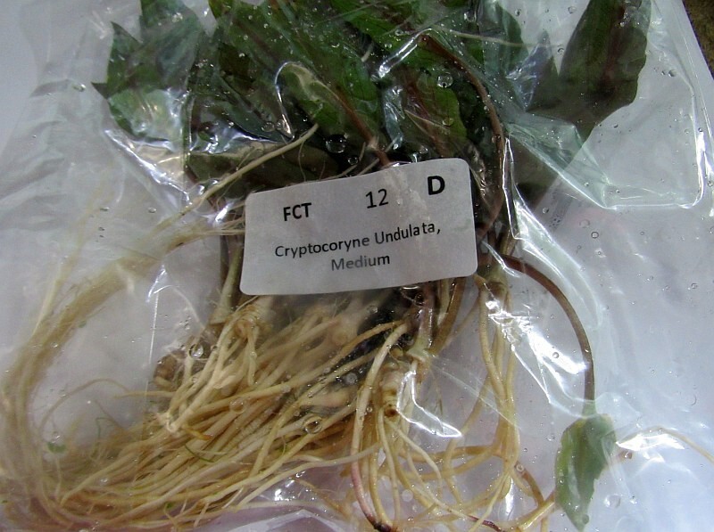 12 medium crypt undulata plants