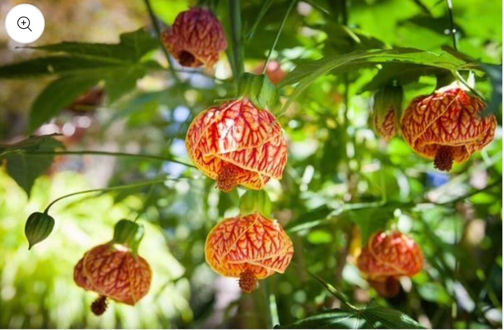 Tiger Eye Abutilon Flowering Maple SMALL ROOTED STARTER Plant
