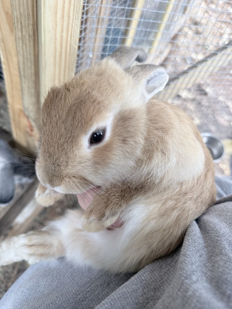 🐇 BUNNIES FOR SALE🐇