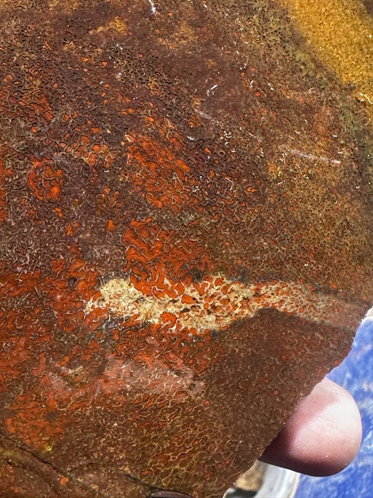 Dinosaur bone rough **hxtled large slab.