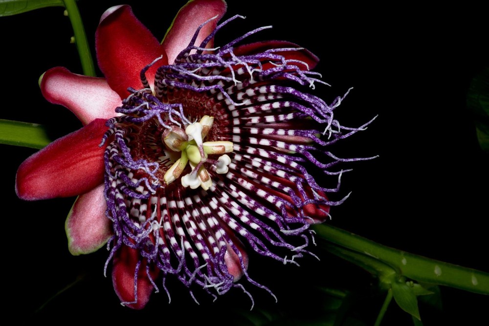 Granadilla Passion Fruit Vine - Passiflora quadrangularis - Live STARTER Plant