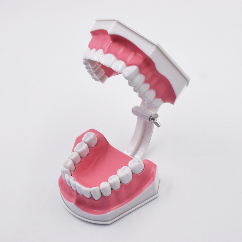 10Pcs Dental High Quality Study Teeth Model Colgate 2Times Large With Removable