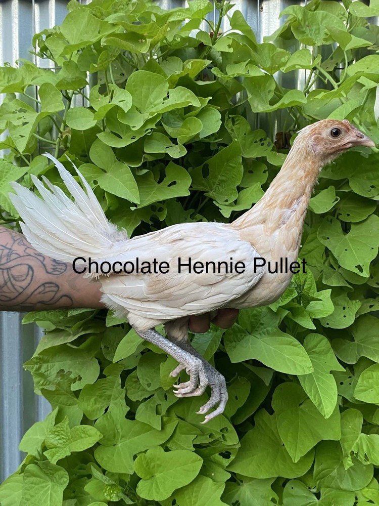 1  Hatching EGGs EGGs