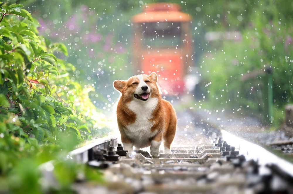 Pet Same Day Psychic Reading Same Day Accurate