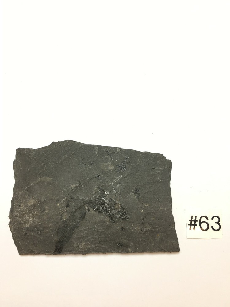 FOSSIL FISH CLUPEA