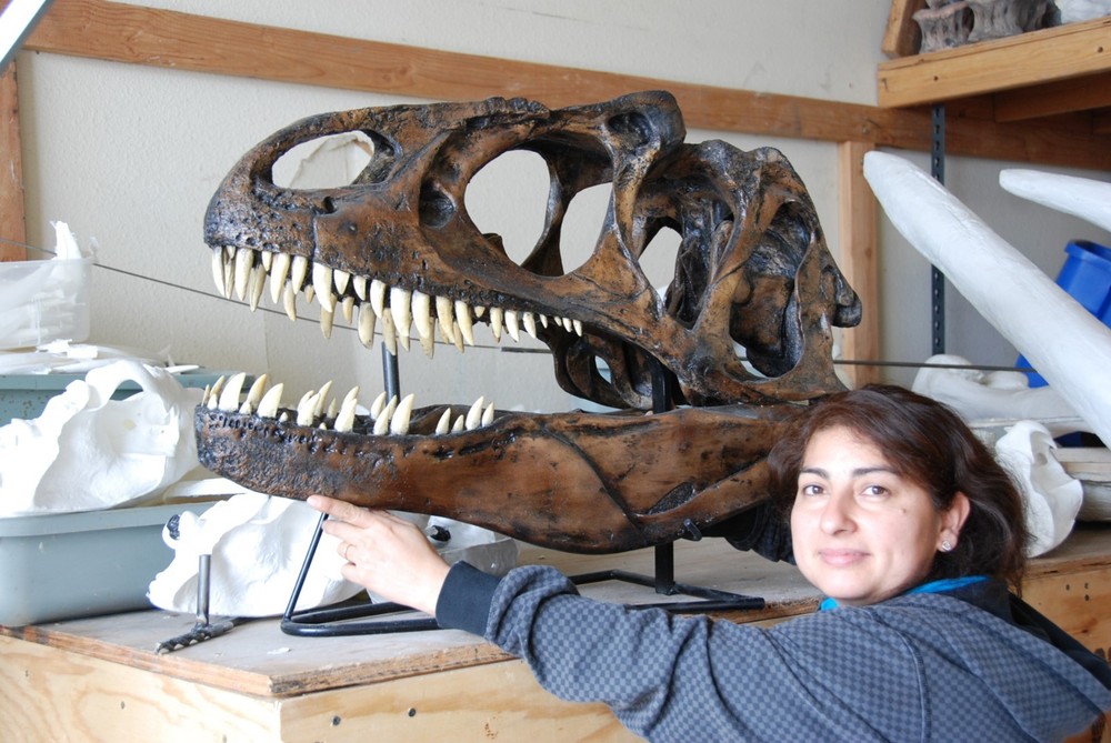 ALLOSAURUS FRAGILIS SKULL REPLICA