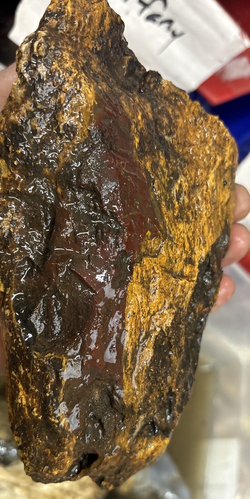 Silver Creek Junction petrified wood