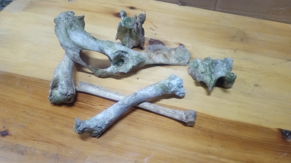 Pirate Bones
