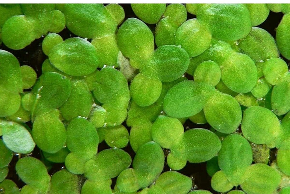Duckweed Freshwater Plants