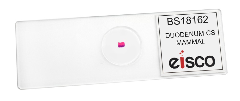 Duodenum - Prepared Microscope Slide - 75x25mm - Eisco Labs