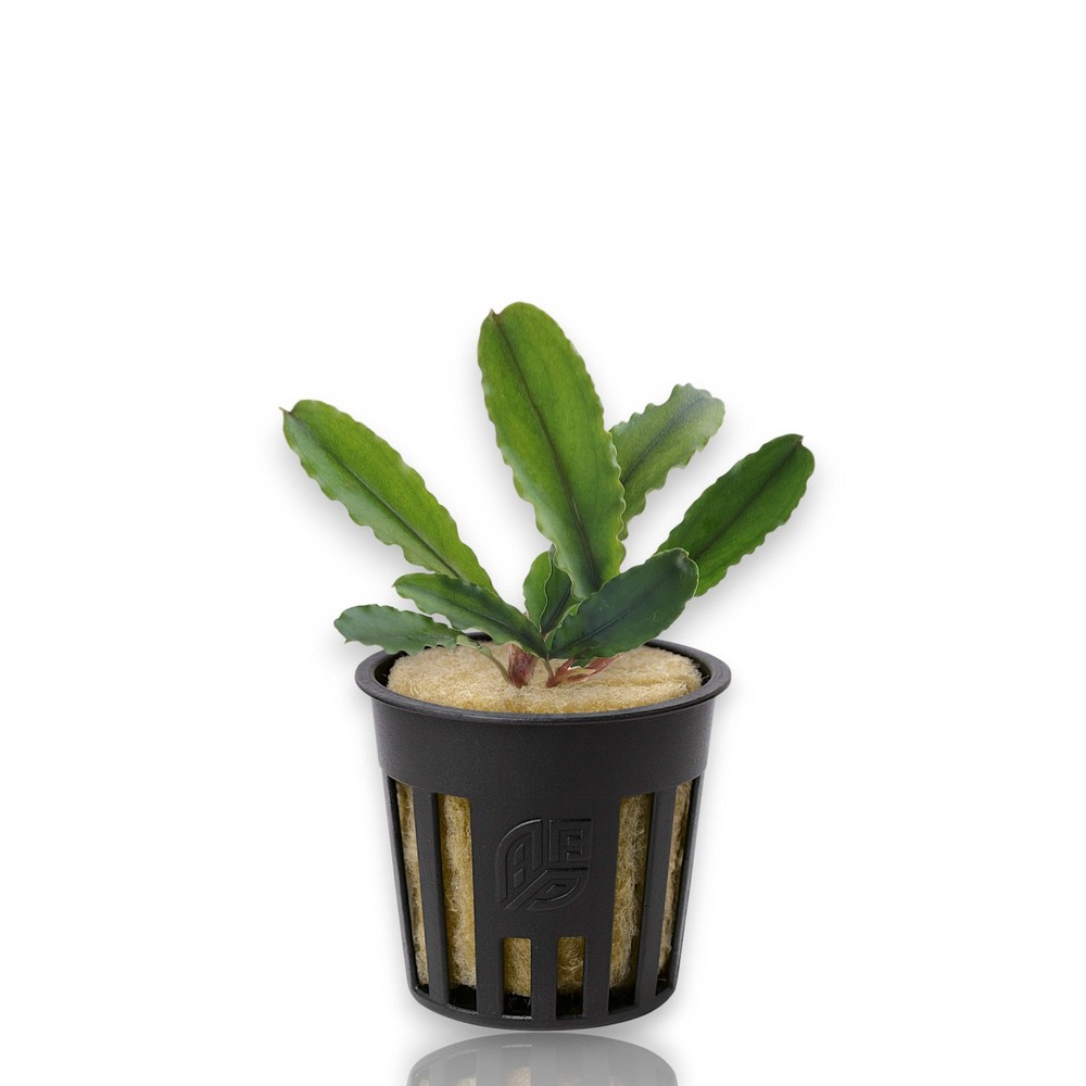 Bucephalandra Artemis