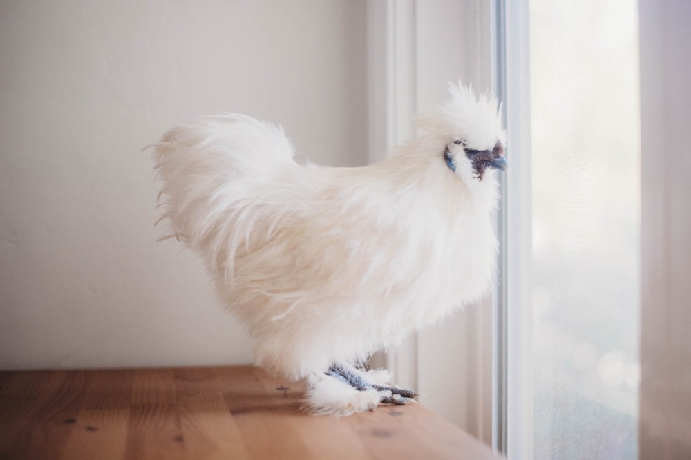 A Dozen Silkie Hatching Eggs