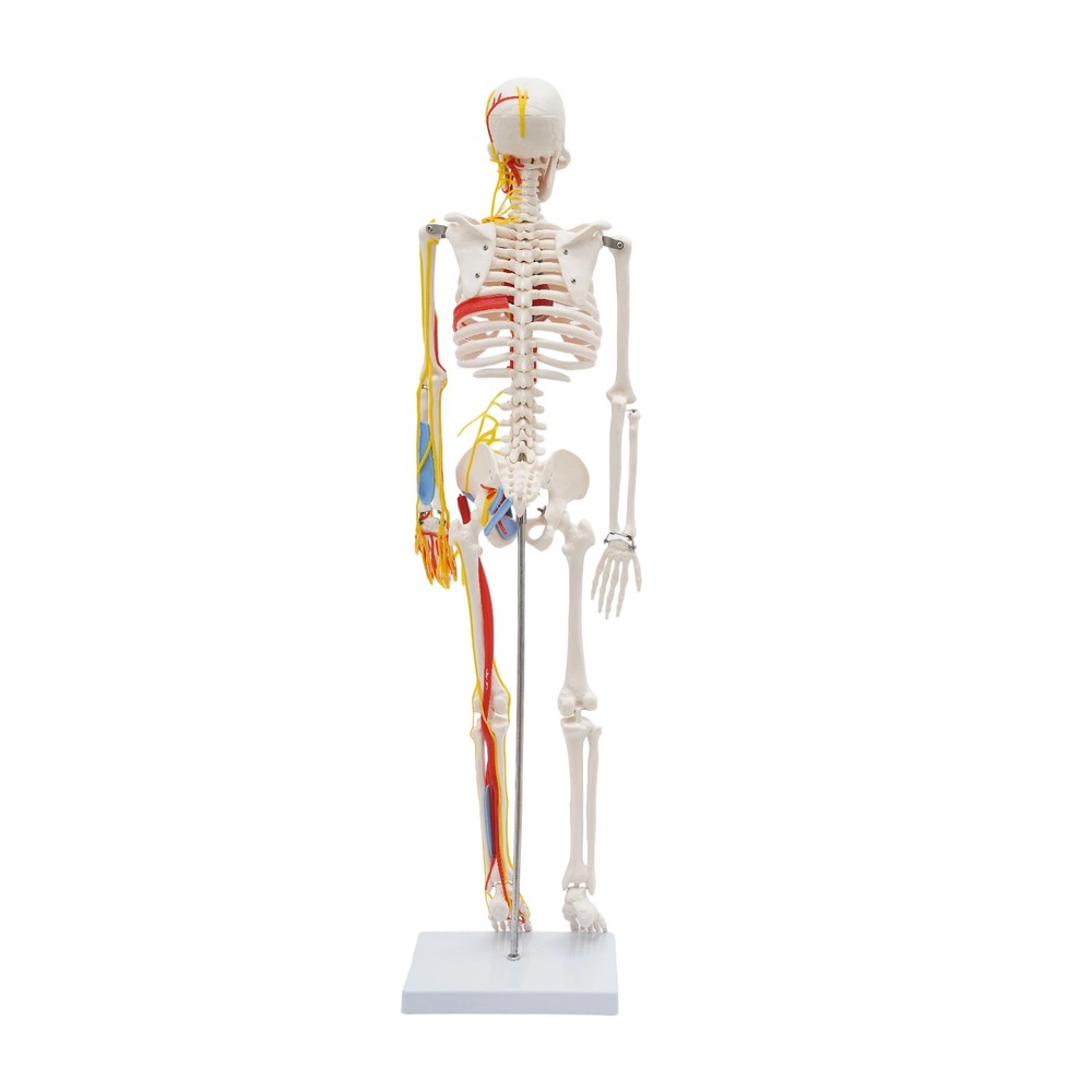 34 Inch Human Skeleton Model Skeleton Human Model Standing Style Skeleton Model