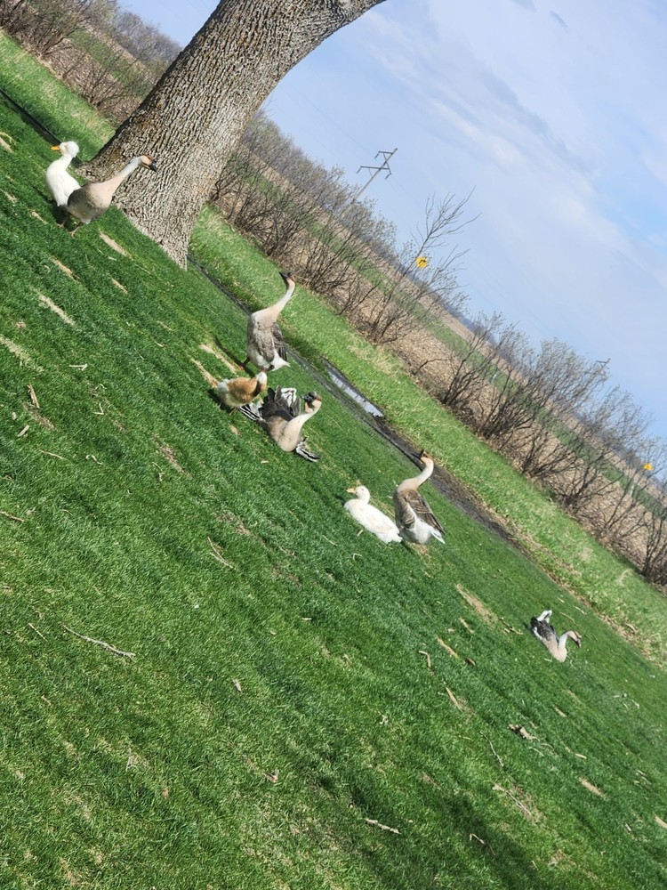 African Goose 3 Hatching Eggs